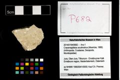 Foto (Objekt + Etikett) von Cracensigillatus acutirostrus (Moericke, 1889)  (NHMW-GEO-2014-0194-0682)